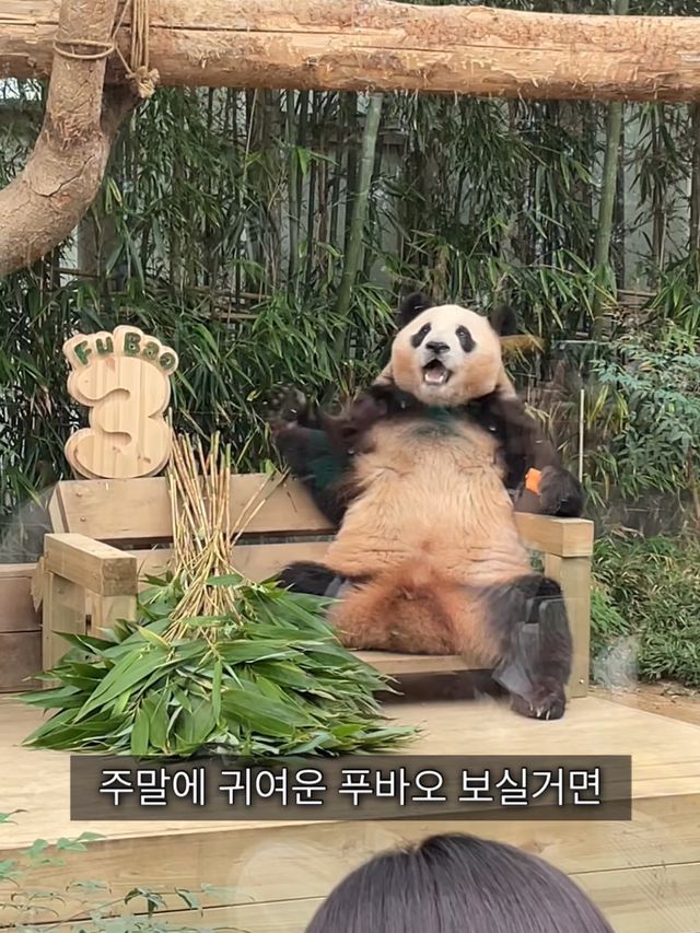 에버랜드 푸바오를 보기 위한 줄 클라스🐼 판다월드 입장 꿀팁