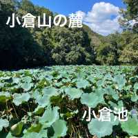 【ペットとお出かけ】小倉山の麓、小倉池をお散歩