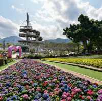 大埔海濱公園繡球花一樣咁燦爛👍👍👍