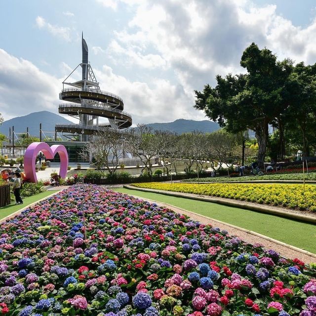 大埔海濱公園繡球花一樣咁燦爛👍👍👍