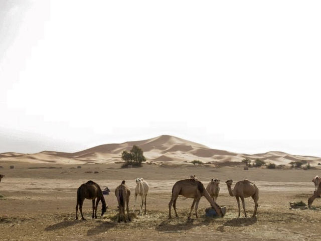 작렬하는 태양의 사하라 사막 🐫🌵