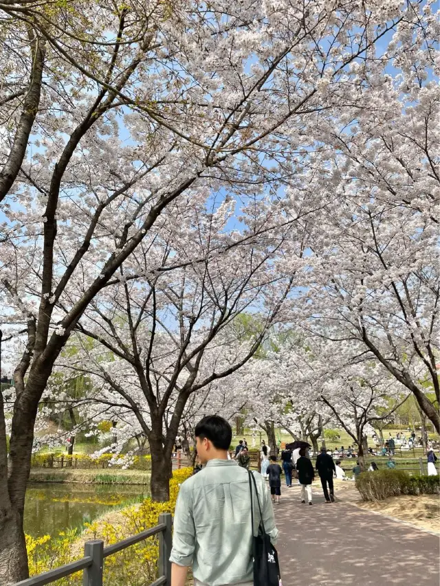 봄꽃놀이는 용산가족공원에서💫💛🌸