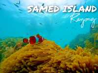 ดำน้ำดูปลานีโม่ @เกาะเสม็ด ระยอง 🐠