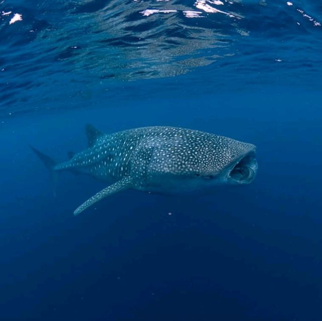 Diving with Whale Sharks