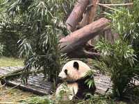成都｜🐼｜充滿可愛的成都熊貓基地🐼