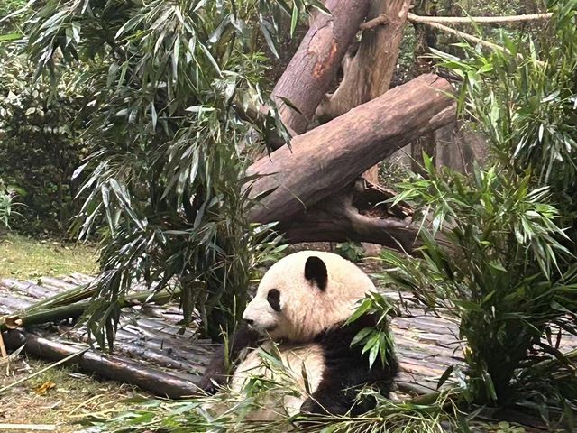 成都｜🐼｜充滿可愛的成都熊貓基地🐼