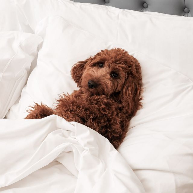 Pet Staycation at Intercontinental Singapore