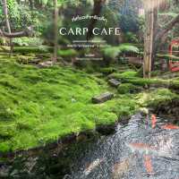 คาเฟ่ปลาคาร์ฟนับพันตัว - Carp Cafe