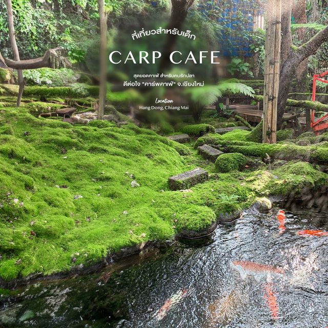 คาเฟ่ปลาคาร์ฟนับพันตัว - Carp Cafe
