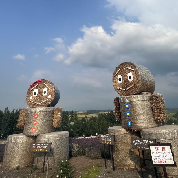 美瑛 四季彩の丘 | Trip.com 美瑛