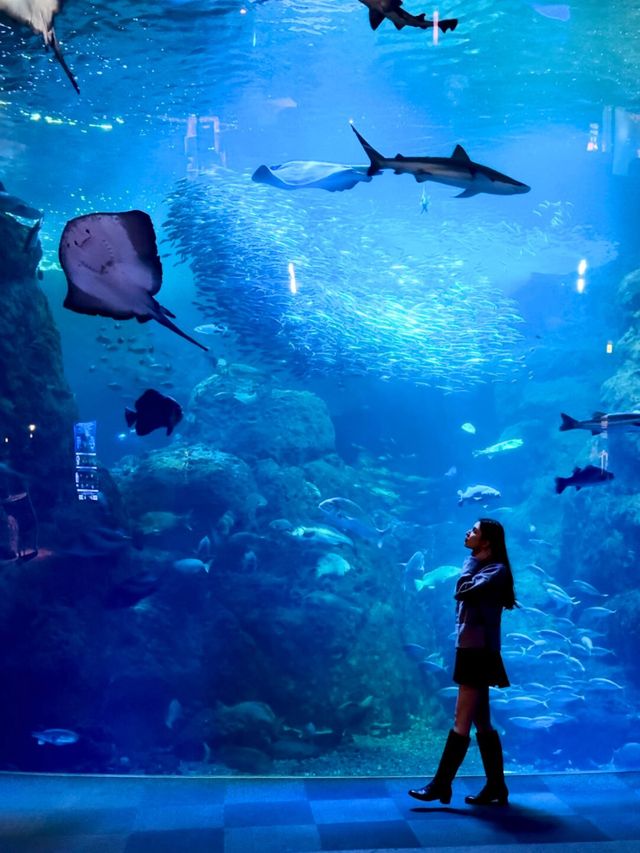 【江ノ島】海の中にいるような写真を撮ろう！キラキライベントも開催中🪼🩵💎