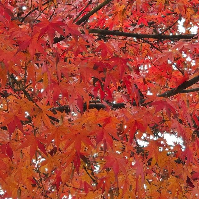 高山必去:超過200年歷史的宮川朝市
