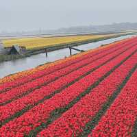 Spring with a sea of tulips