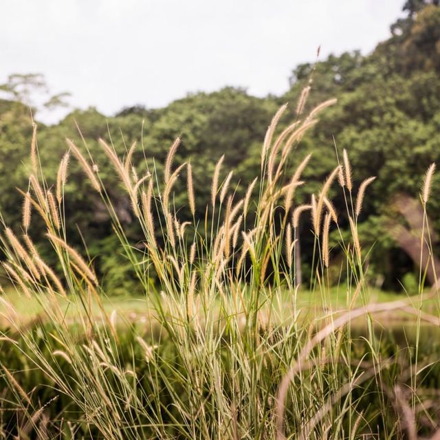 Nature Adventure in Singapore: Pulau Ubin