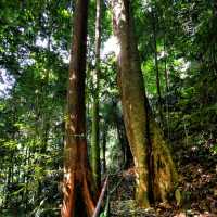 Soga Perdana Amenity Forest nature getaway🍃