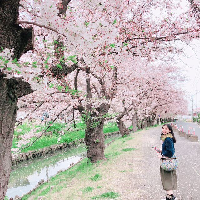 【東京近郊】川越新河岸川櫻並木，欣賞粉紅色的河川🌸