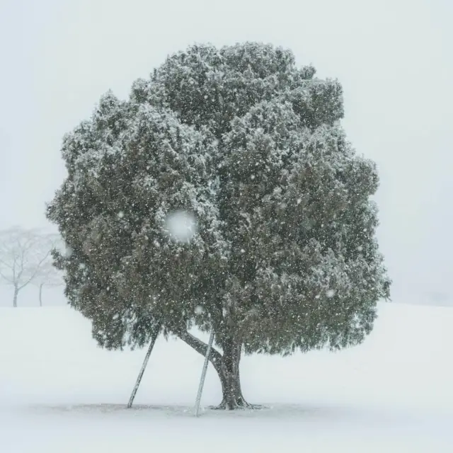 美しい雪景色のオリンピック公園。