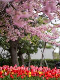 三重県で見れる河津桜スポット2選！🌸