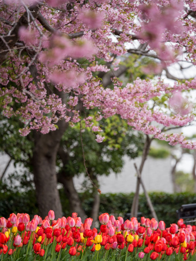 三重県で見れる河津桜スポット2選！🌸