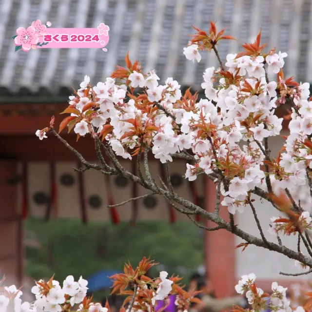 京都のさくら🌸おすすめ🌸京都で桜を見るならココ