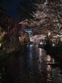 【京都×桜】京都市内無料で満喫No.1ライトアップスポット✨ ※撮影ポイントマップ付き