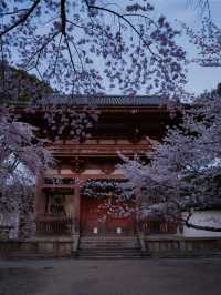 【京都×桜】2日限定開催の夜桜絶景✨樹齢180年のしだれ桜は圧巻🤩※チケット購入の注意点付き