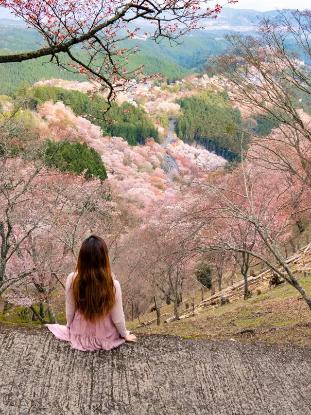 【奈良県】吉野山の桜