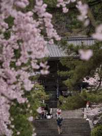 【奈良×桜】広大な境内をピンクに染める桜スポットを紹介🌸