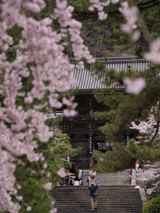 【奈良×桜】広大な境内をピンクに染める桜スポットを紹介🌸