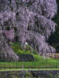 【奈良×桜】高さ13m・樹齢300年の圧巻のしだれ桜🌸