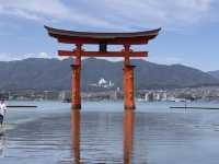 【桜と鳥居のコラボ★】厳島神社