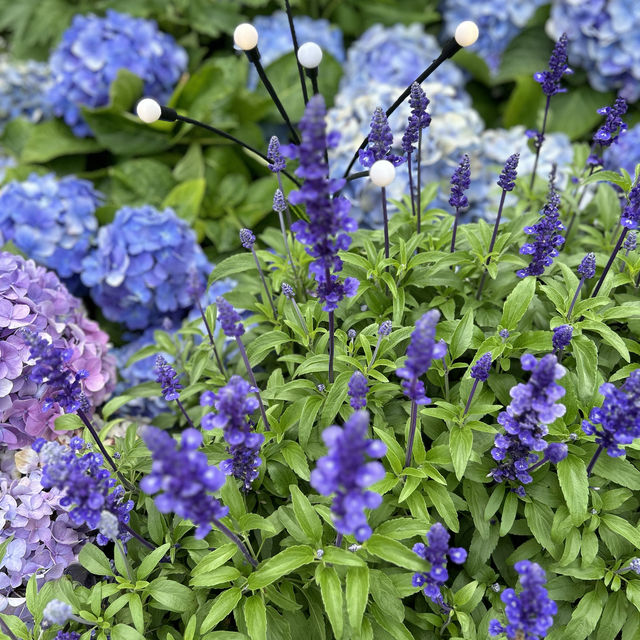 Hong Kong Flower Show  brings joy to town 