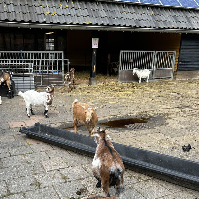 Reconnect with nature in Delft Reconnect with nature in Delft