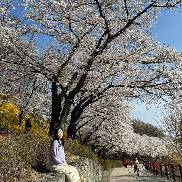 서울 벚꽃놀이는 북서울꿈의숲으로~🌸
