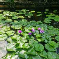 สวนนงนุชฮีลใจ 