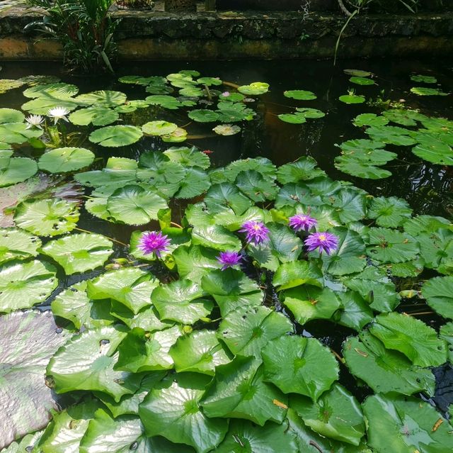 สวนนงนุชฮีลใจ 