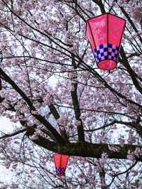 【富山】18種類1,800本もの桜が植えられている公園