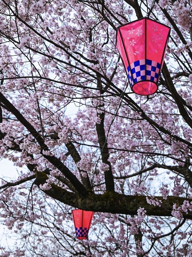 【富山】18種類1,800本もの桜が植えられている公園