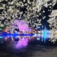 Beautiful Cherry Blossom View of Yeonhwaji