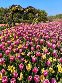 Taean Tulip Festival