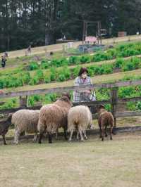 🇯🇵 日本山梨 馬飼野牧場：動物互動、體驗農場生活 適合一日遊！🐴