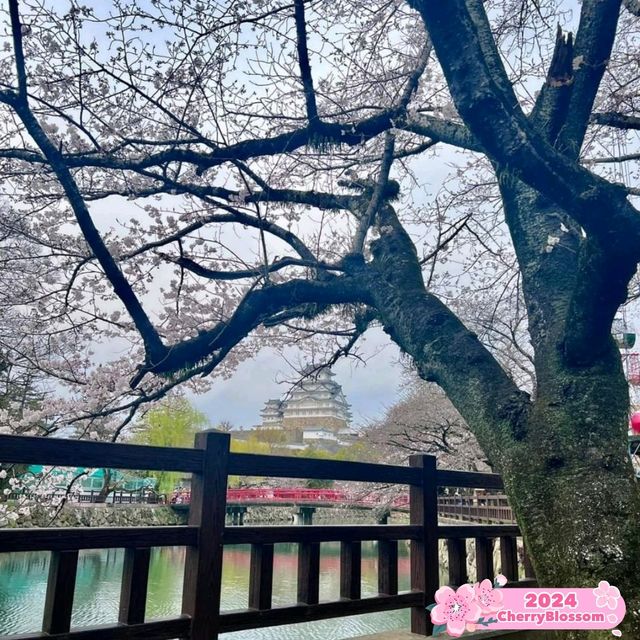 🪷 The most beautiful view of Himeji Castle