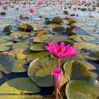 Enjoy nature at Thale Noi Waterbird Park🛶