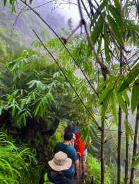 สายเดินป่าต้องมา ยอดมะม่วงสามหมื่น🍃