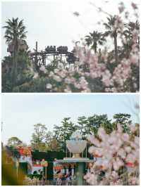 【東京ディズニーシー】混雑回避ディズニーシーでアラビア旅