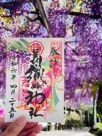 【おりひめの藤/栃木県】足利織姫神社の満開の藤