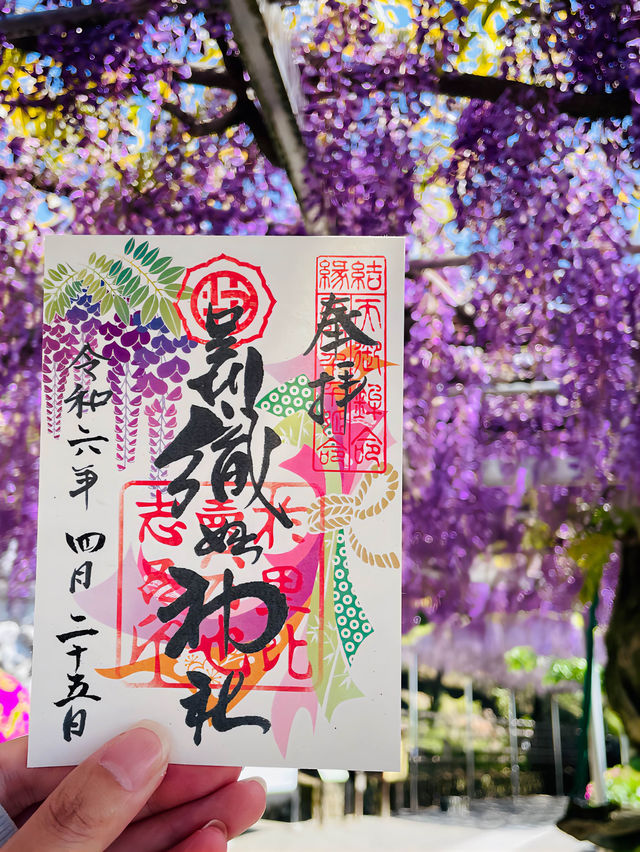 【おりひめの藤/栃木県】足利織姫神社の満開の藤