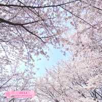 Stroll at Seoul Forest