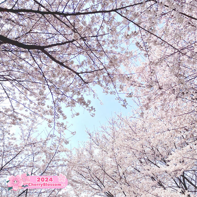Stroll at Seoul Forest