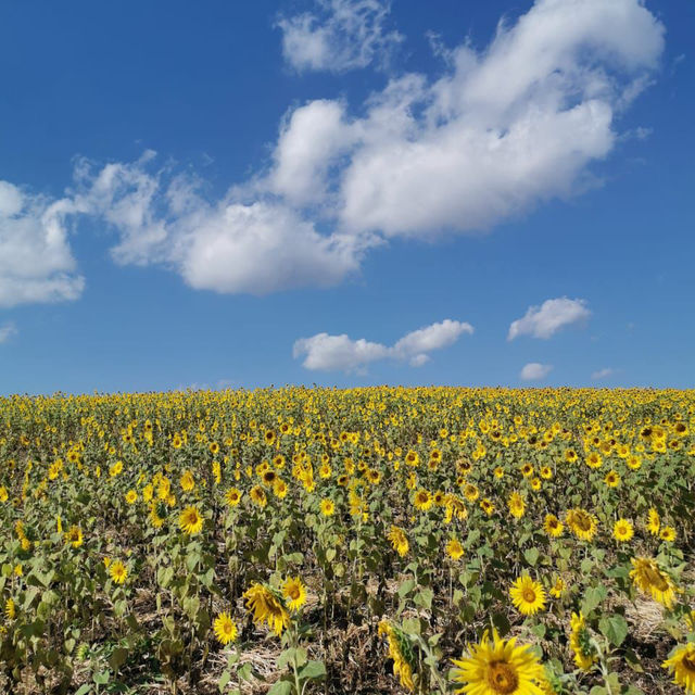 Kyao Yai Famous Sunflower field - Rai Manee Sorn